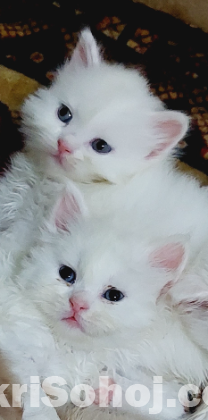 Parisin female kitten and mother cat